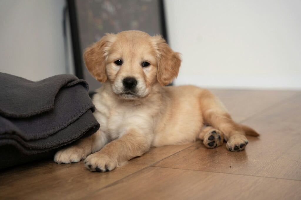 I Primi Giorni con un Cucciolo di Golden Retriever: Cosa Aspettarsi