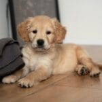 I Primi Giorni con un Cucciolo di Golden Retriever: Cosa Aspettarsi