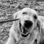Denti e alito cattivo nel Golden Retriever: routine di igiene orale che funziona davvero