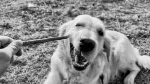 Denti e alito cattivo nel Golden Retriever: routine di igiene orale che funziona davvero