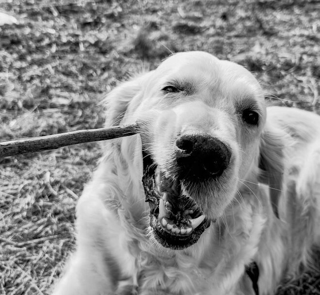 Denti e alito cattivo nel Golden Retriever: routine di igiene orale che funziona davvero