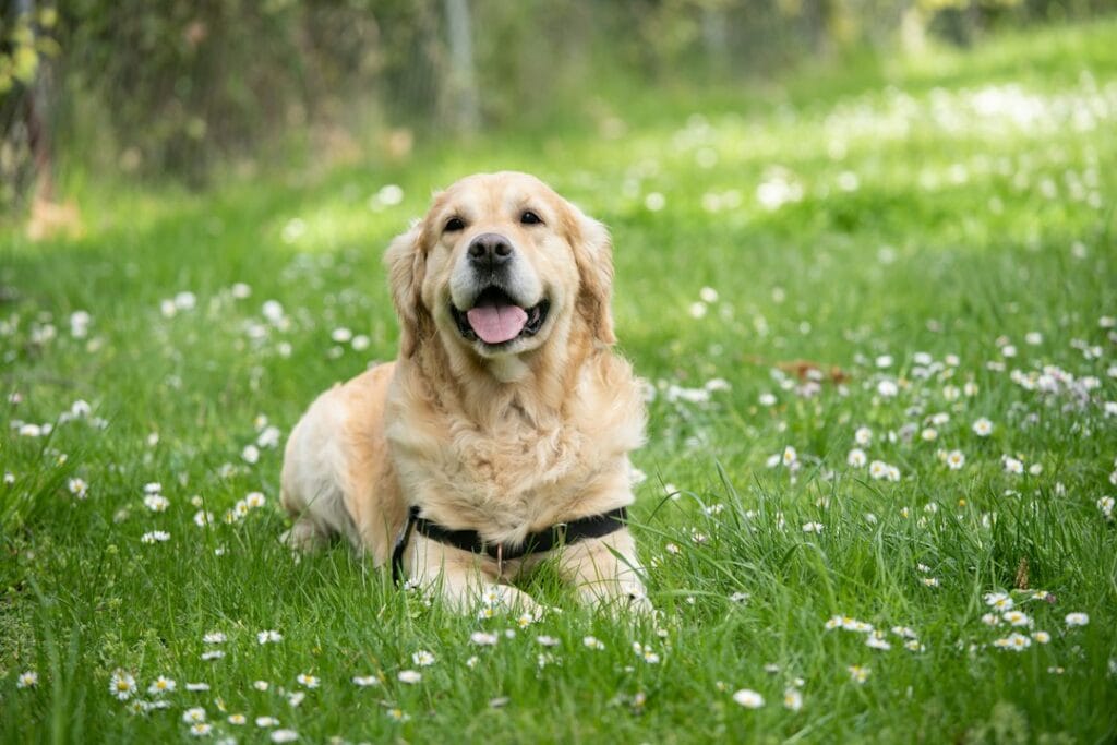 Il Linguaggio del Corpo del Golden Retriever: Come Interpretarlo