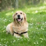 Il Linguaggio del Corpo del Golden Retriever: Come Interpretarlo