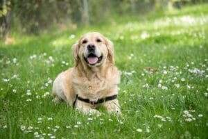 Il Linguaggio del Corpo del Golden Retriever: Come Interpretarlo