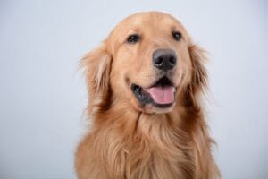 Otite nel Golden Retriever: perché le sue orecchie sono più a rischio e come pulirle