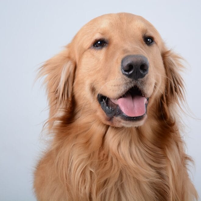 Otite nel Golden Retriever: perché le sue orecchie sono più a rischio e come pulirle