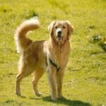 Kit di pronto soccorso per il Golden Retriever: cosa non deve mai mancare a casa e in viaggio