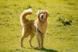 Kit di pronto soccorso per il Golden Retriever: cosa non deve mai mancare a casa e in viaggio