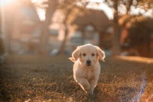 Il Richiamo Perfetto: Come Insegnare al Tuo Cane a Tornare da Te