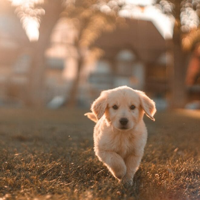 Il Richiamo Perfetto: Come Insegnare al Tuo Cane a Tornare da Te