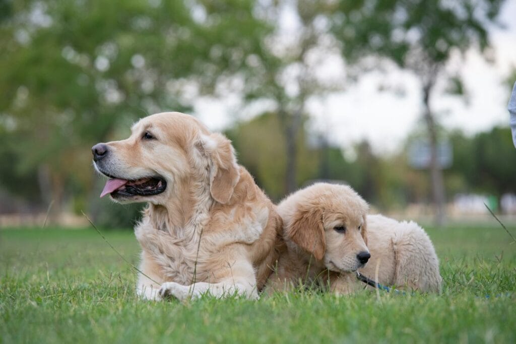 Scegliere l'allevamento giusto: Assicurati un cucciolo sano e felice