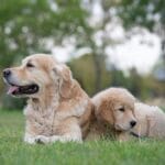 Scegliere l’allevamento giusto: Assicurati un cucciolo sano e felice