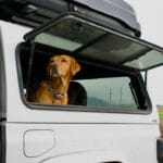 Come organizzare un viaggio in auto con il Golden Retriever senza stress