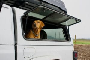 Come organizzare un viaggio in auto con il Golden Retriever senza stress