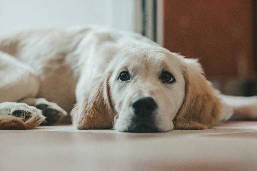 Paura di temporali e fuochi d'artificio nel Golden Retriever: come aiutarlo a restare calmo