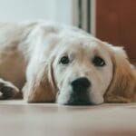 Paura di temporali e fuochi d’artificio nel Golden Retriever: come aiutarlo a restare calmo