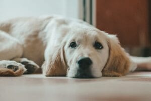 Paura di temporali e fuochi d’artificio nel Golden Retriever: come aiutarlo a restare calmo