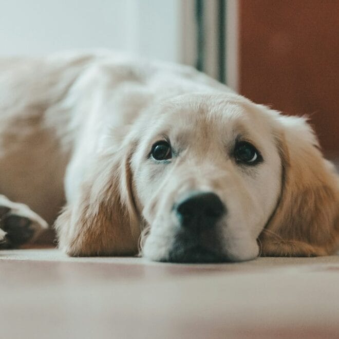 Paura di temporali e fuochi d’artificio nel Golden Retriever: come aiutarlo a restare calmo