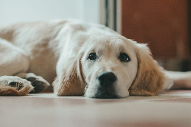 Paura di temporali e fuochi d’artificio nel Golden Retriever: come aiutarlo a restare calmo