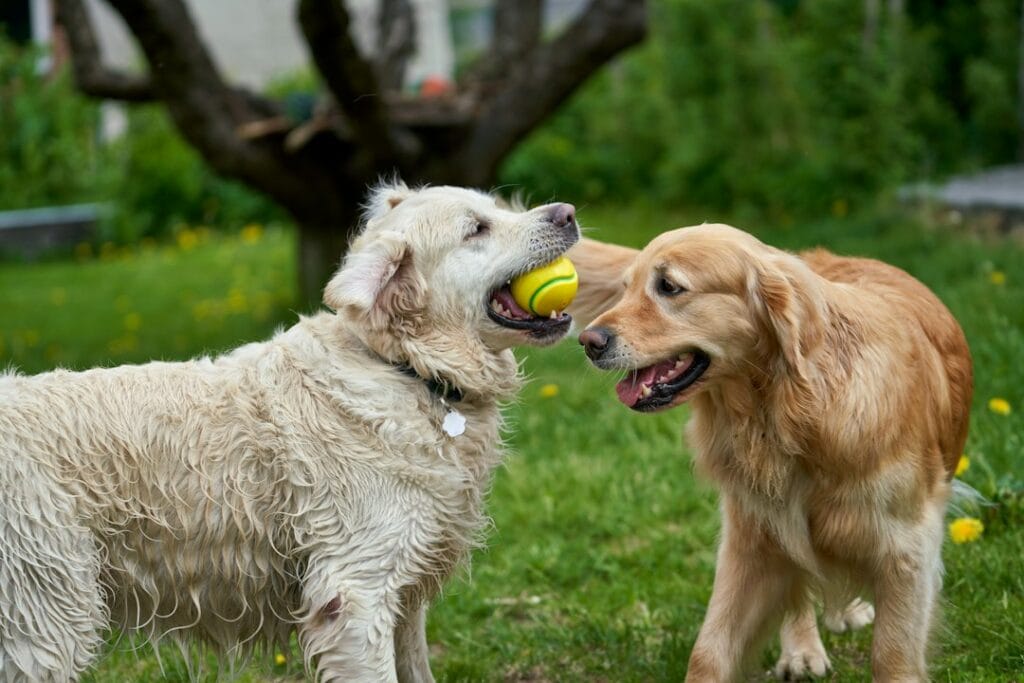 Convivenza tra Golden Retriever e bambini: regole di sicurezza e accessori utili in casa
