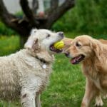 Convivenza tra Golden Retriever e bambini: regole di sicurezza e accessori utili in casa