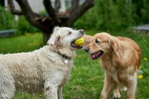 Convivenza tra Golden Retriever e bambini: regole di sicurezza e accessori utili in casa